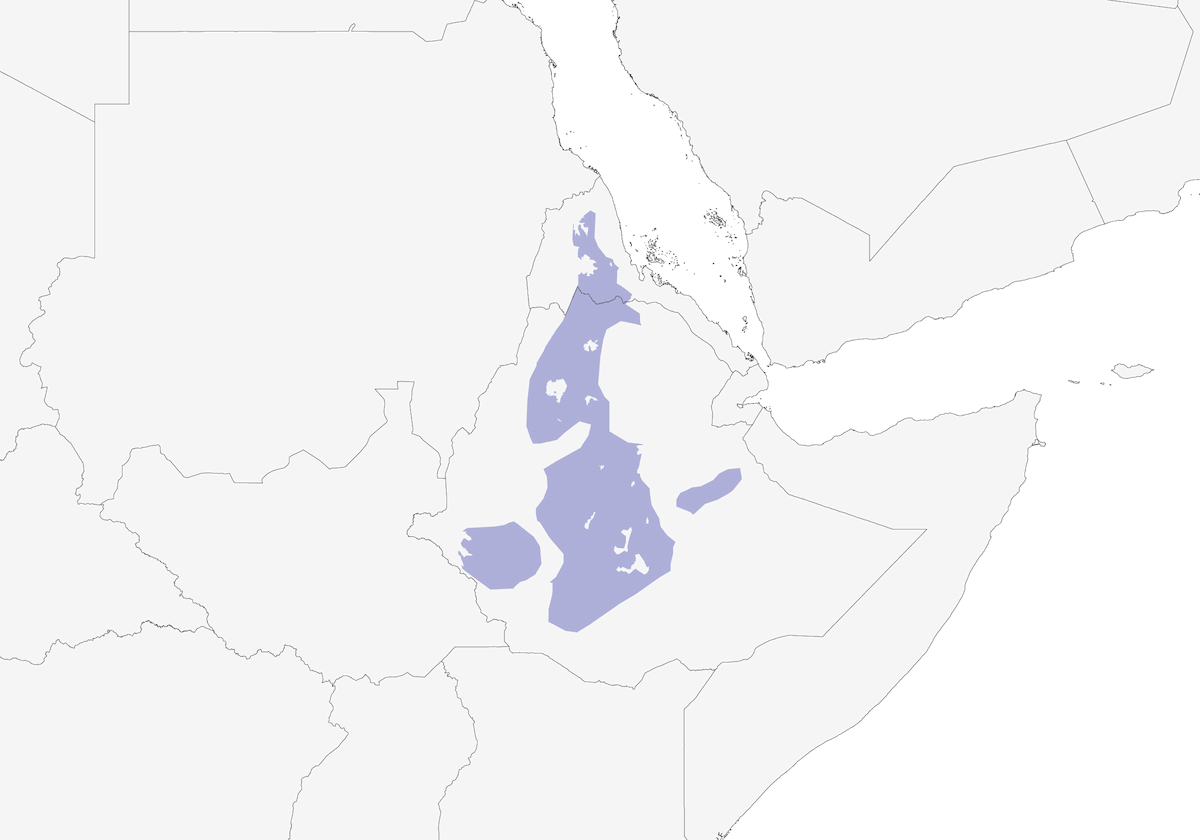 Oropéndola cabecinegra etíope, Distribución 1