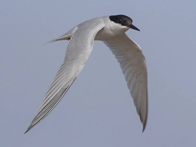 Damara Tern, Photos 4
