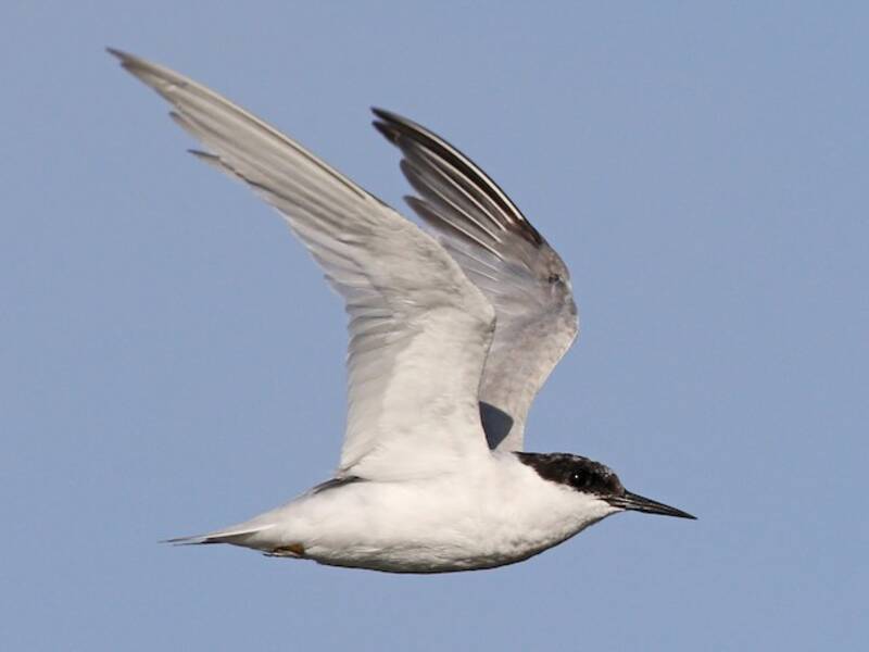 Damara Tern, Photos 3