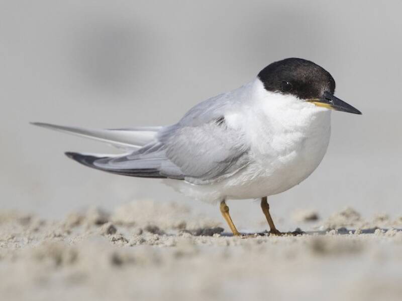 Damara Tern, Sternula balaenarum