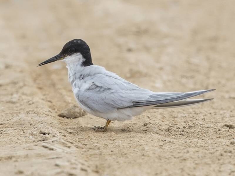 Damara Tern, Photos 2