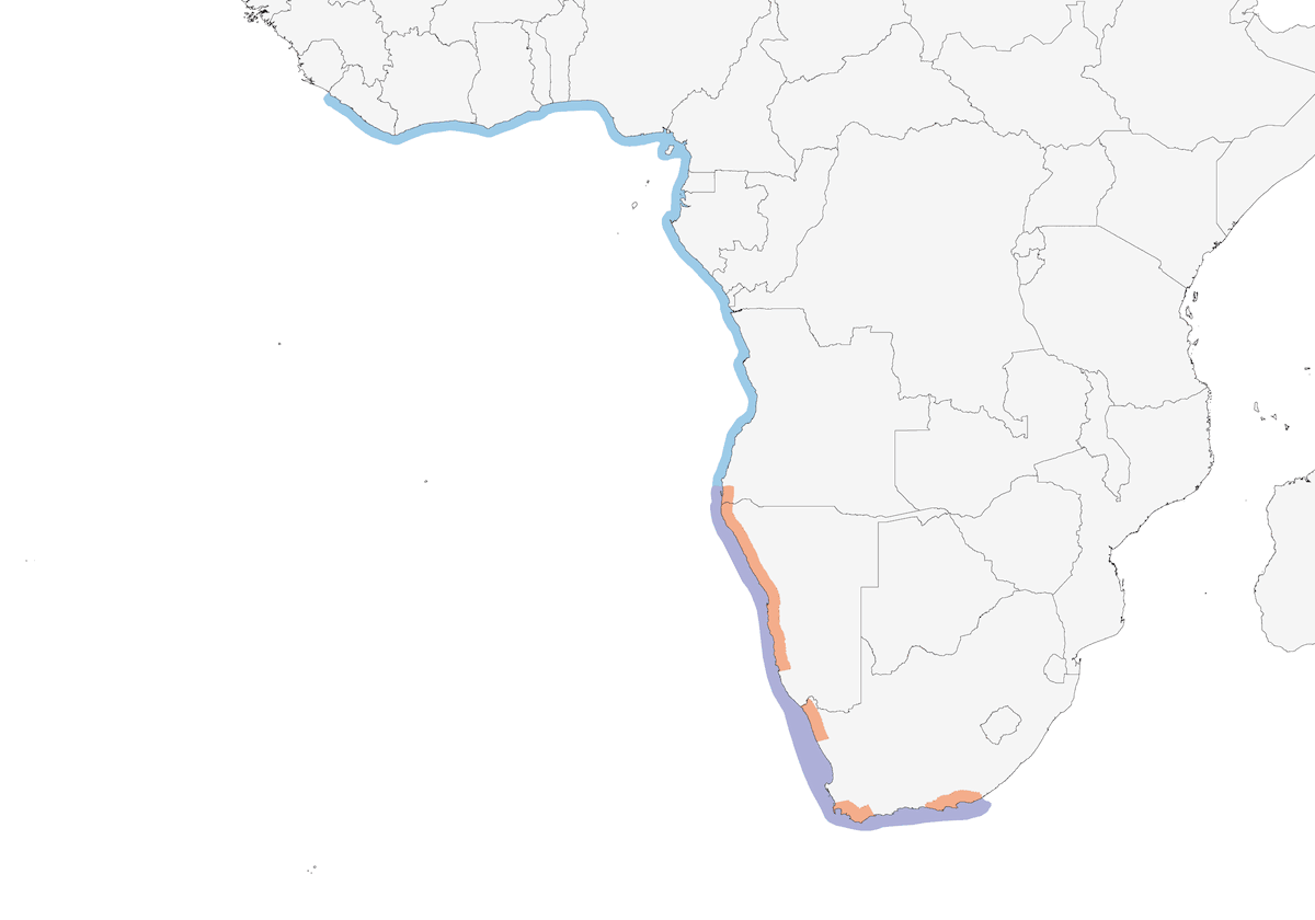 Damara Tern, Distribution 1