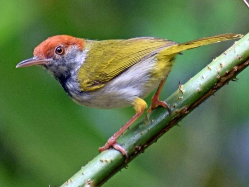 Uccello sarto golanera, Foto 3