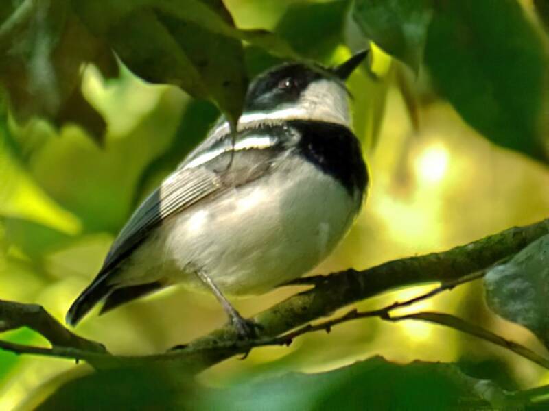 Dark Batis, Photos 2