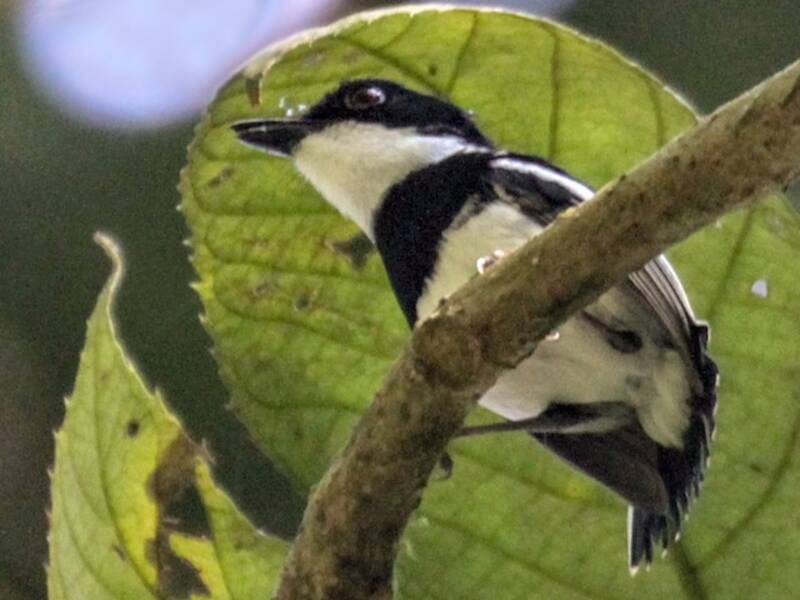 Dark Batis, Photos 3