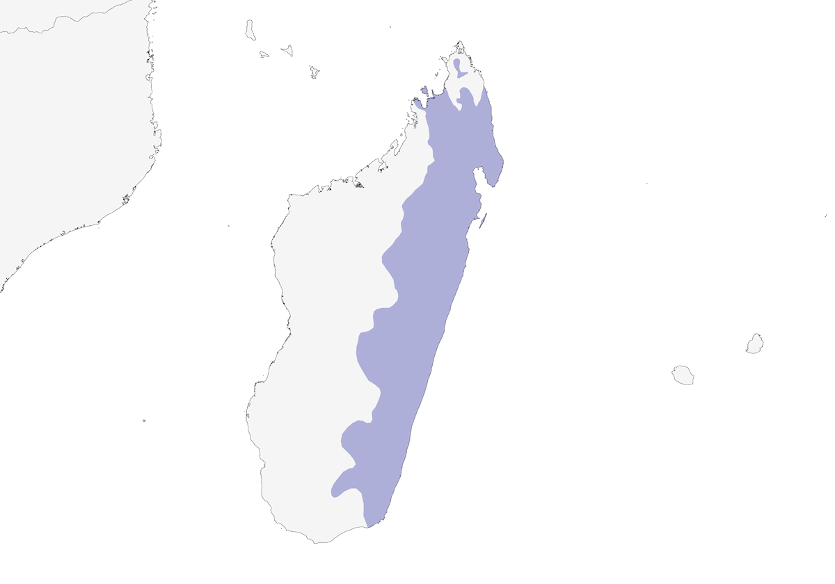 Newtonia scura, Distribuzione 1