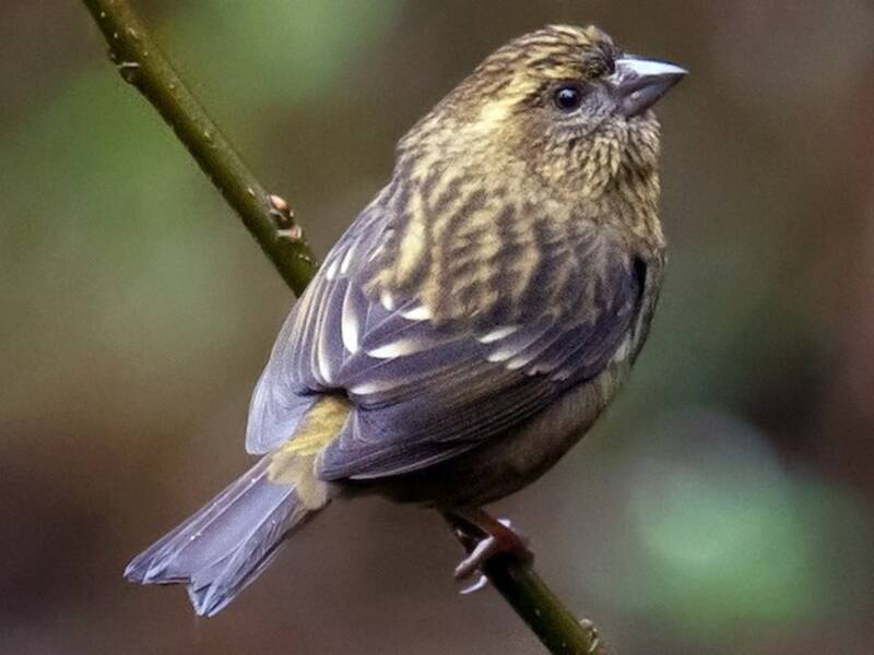 Dark-rumped Rosefinch