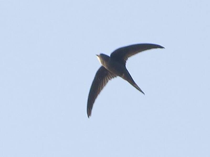 Dark-rumped Swift