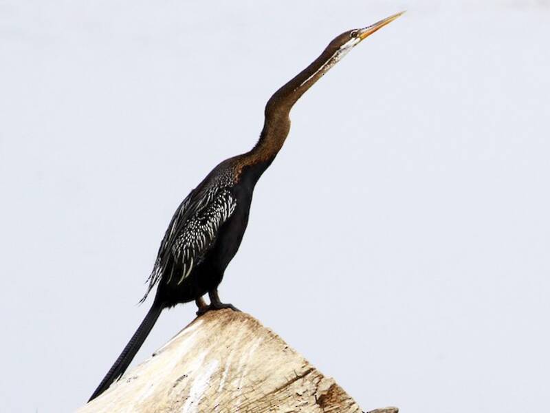 Oriental Darter, Photos 4