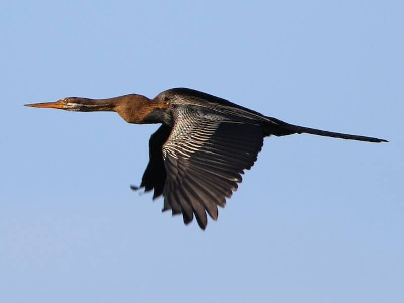 Oriental Darter (Anhinga melanogaster)