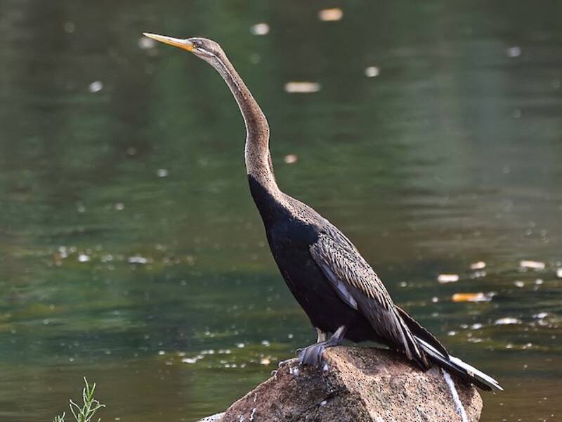 Oriental Darter, Photos 2