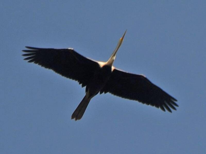 Oriental Darter, Photos 3