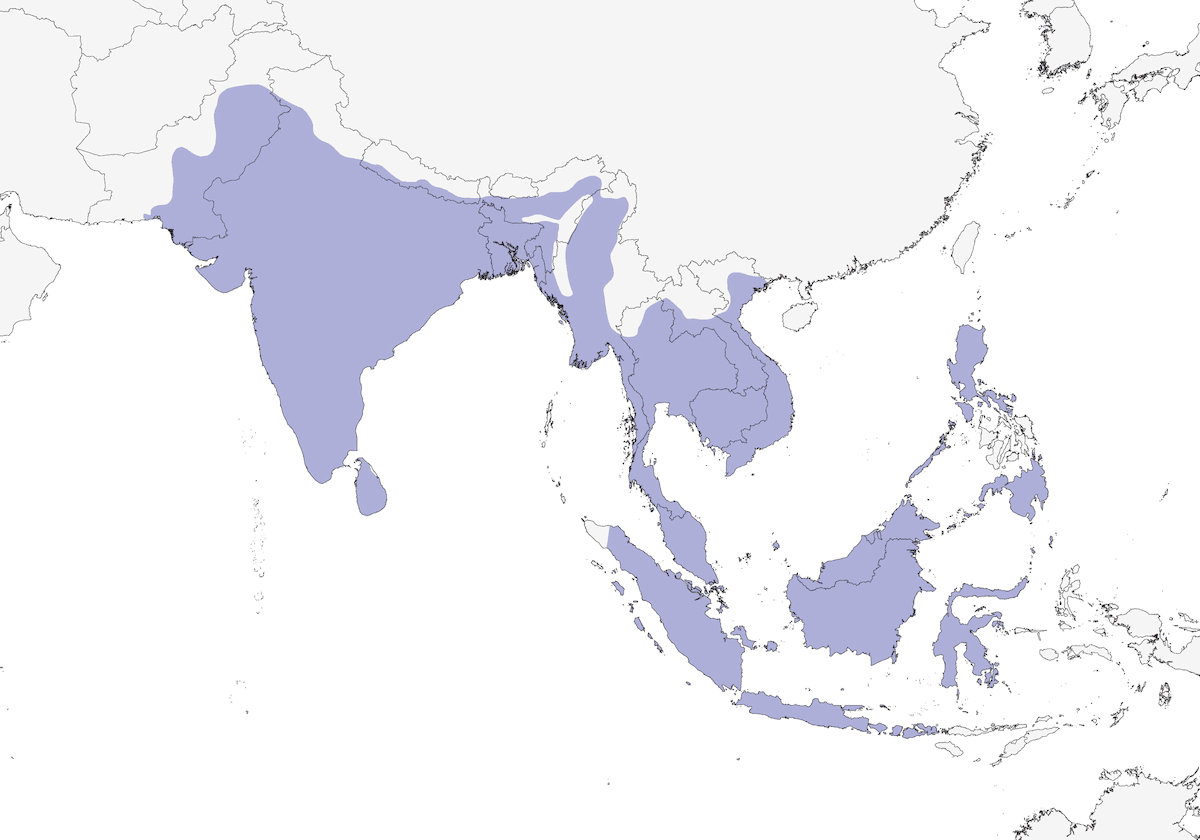 Oriental Darter, Distribution 1