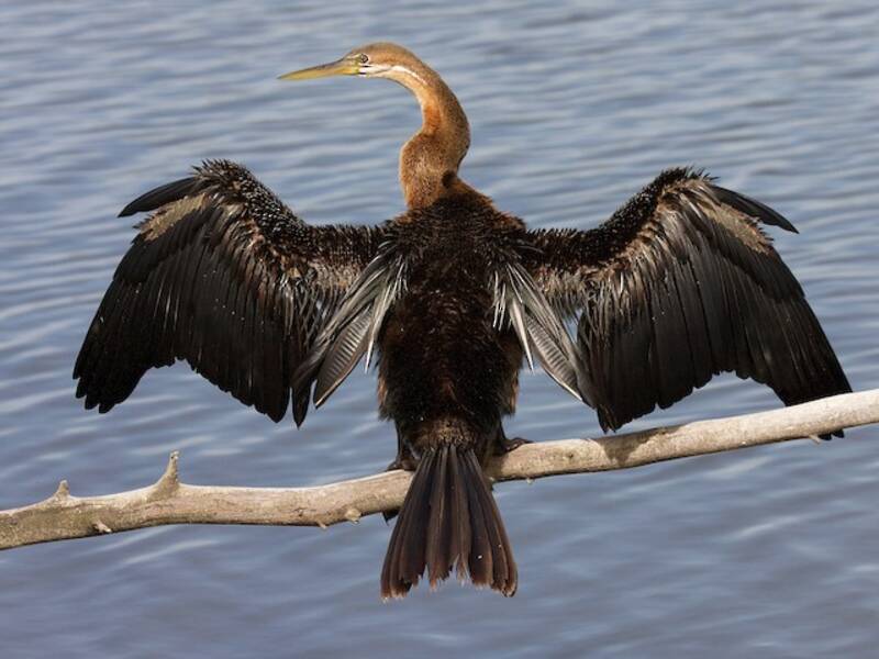 Afrikanischer Schlangenhalsvogel, Fotos 4