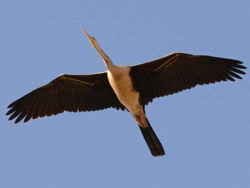 Afrikanischer Schlangenhalsvogel, Fotos 2