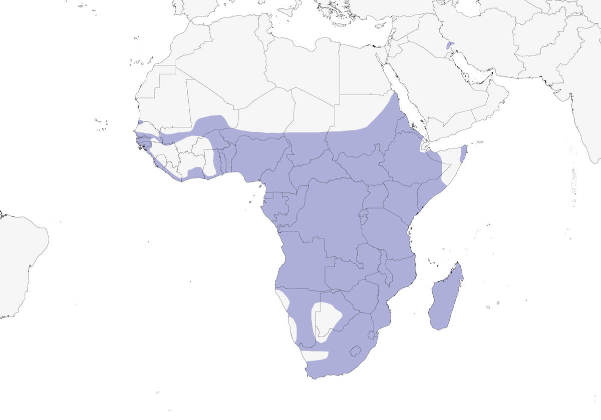 Afrikanischer Schlangenhalsvogel, Verbreitung 1