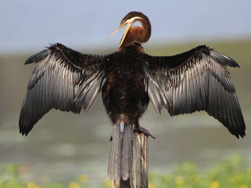 Australasian Darter, Photos 4