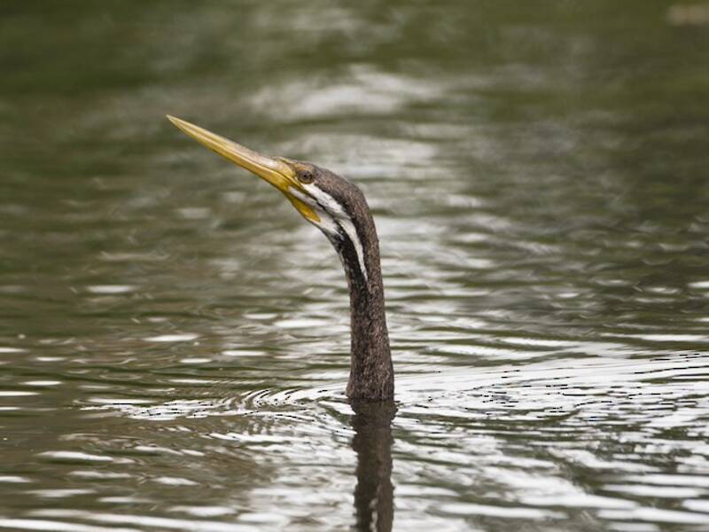 Australasian Darter, Photos 3