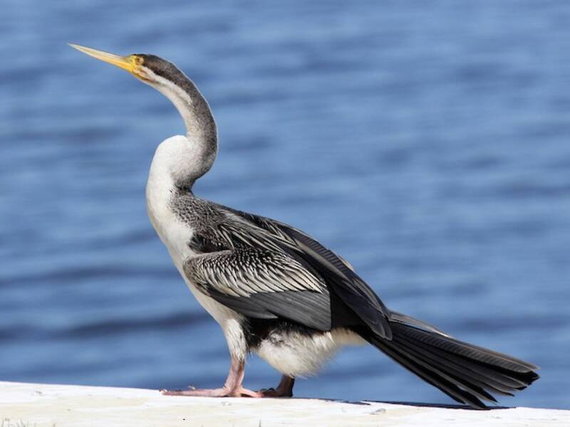 Australasian Darter, Photos 2