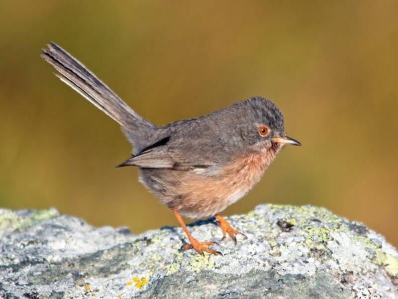 Dartford Warbler (Curruca undata)