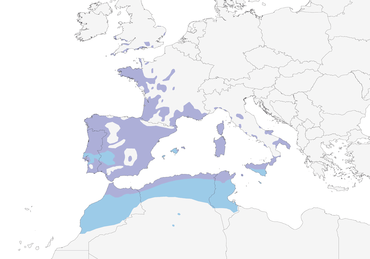 Curruca Rabilarga, Distribución 1