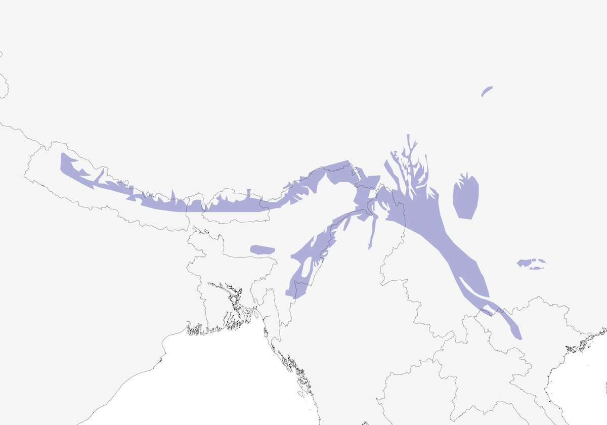 Picchio del Darjeeling, Distribuzione 1