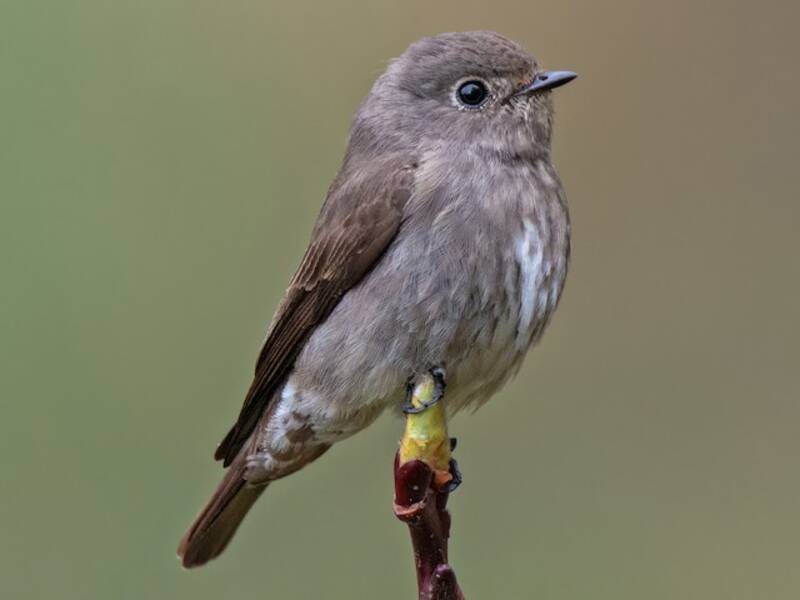 Dark-sided Flycatcher, 照片 4