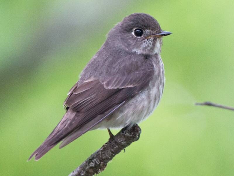 Dark-sided Flycatcher, 照片 2
