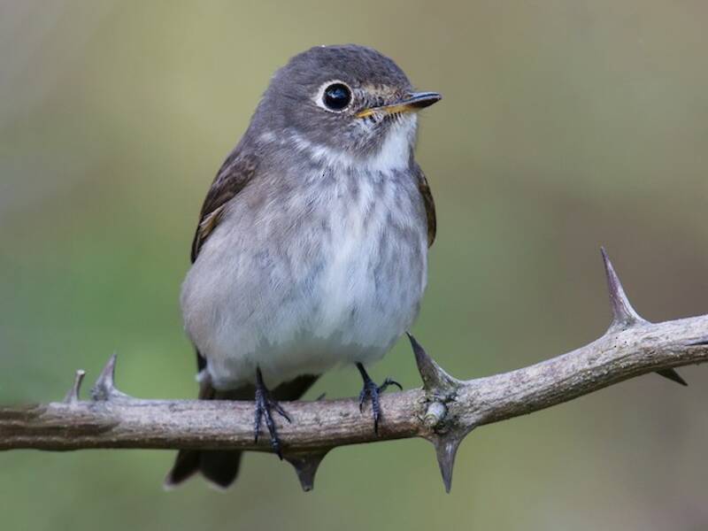 Dark-sided Flycatcher, 照片 3