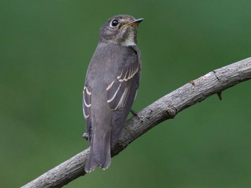 Dark-sided Flycatcher