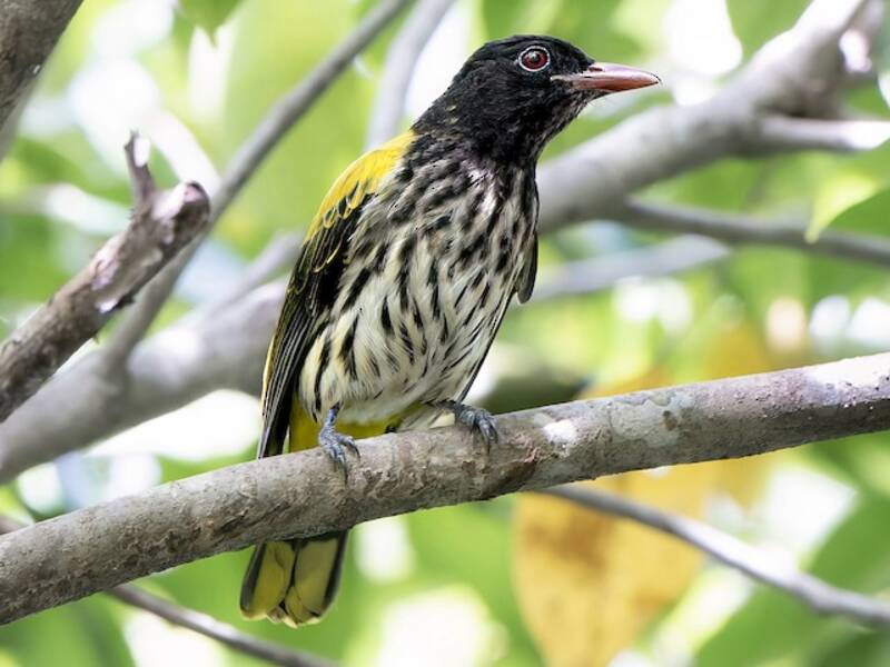 Ventriloquial Oriole, Photos 3