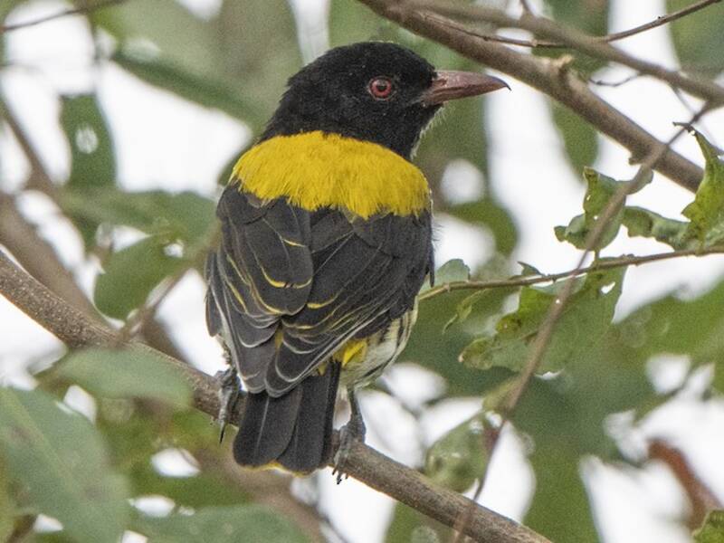 Ventriloquial Oriole, Photos 2