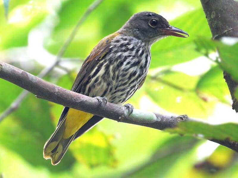 Ventriloquial Oriole, Photos 4