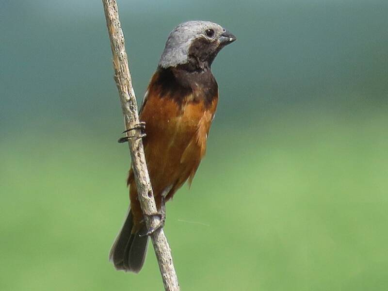 Dark-throated Seedeater