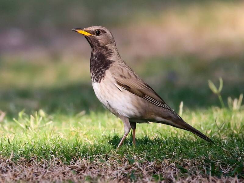 Black-throated Thrush, Photos 3