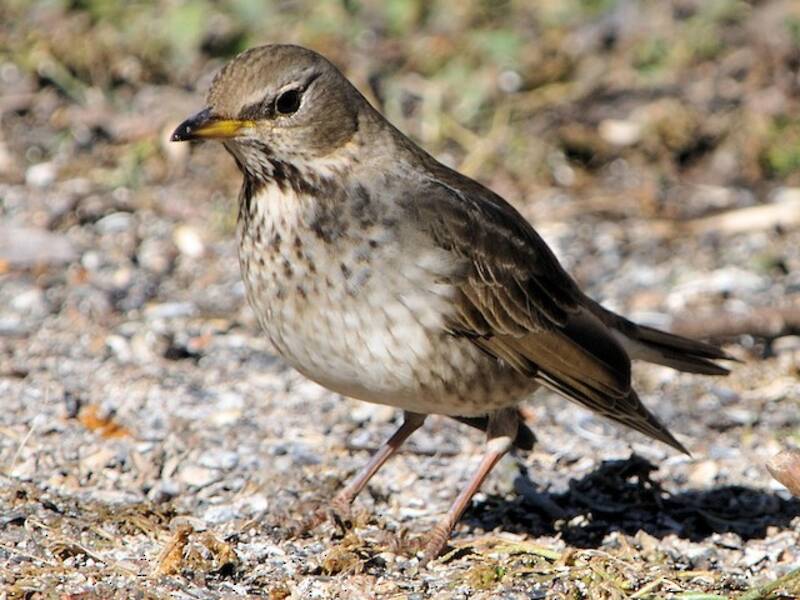 Black-throated Thrush, Photos 4