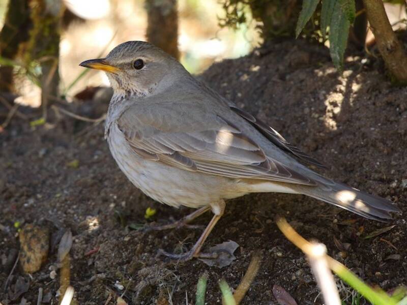 Black-throated Thrush, Photos 2