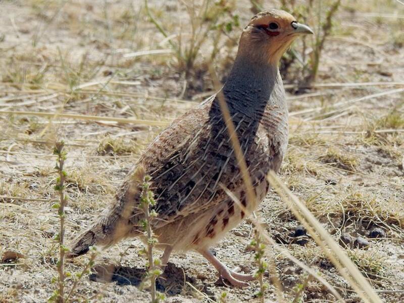 Daurian Partridge, Photos 3