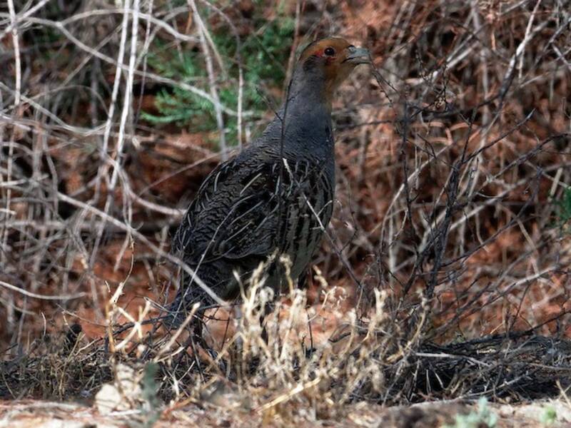 Daurian Partridge, Photos 2