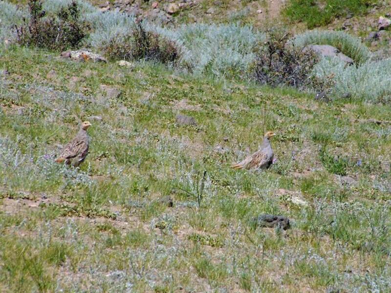 Daurian Partridge, Photos 4