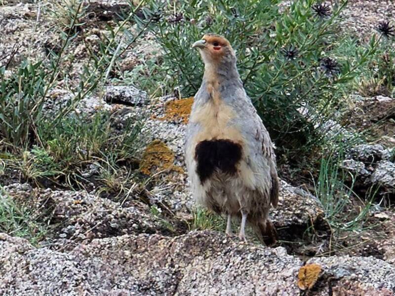 Daurian Partridge