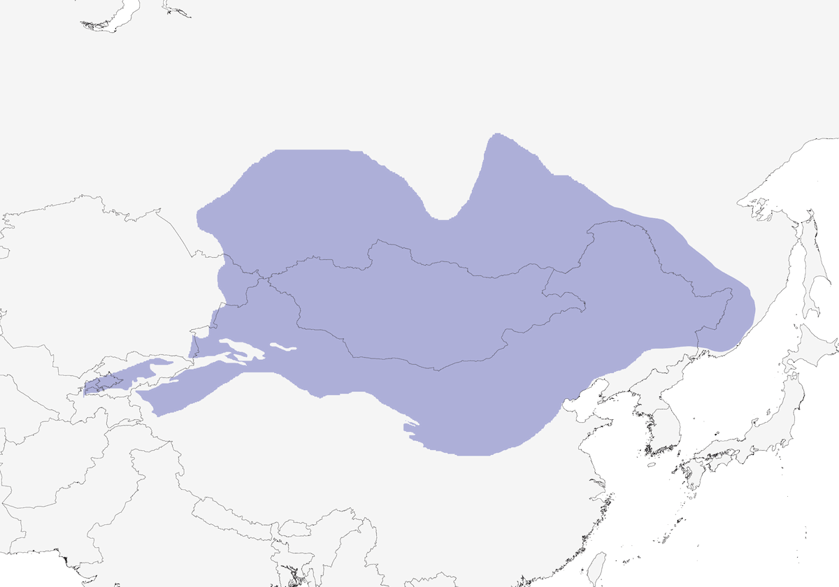 Daurian Partridge, Distribution 1