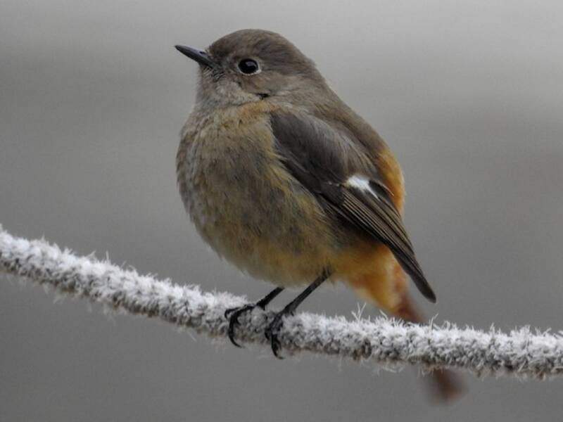 Daurian Redstart