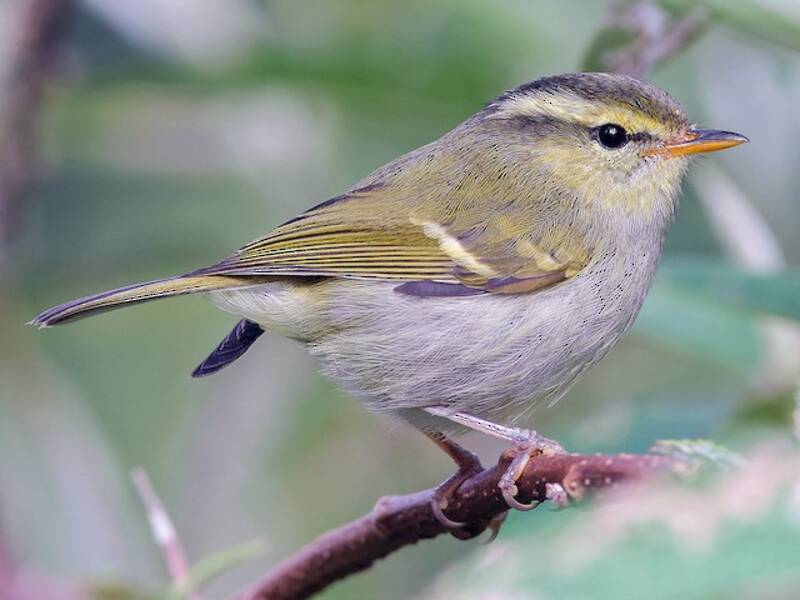Davison's Leaf Warbler, 照片 3