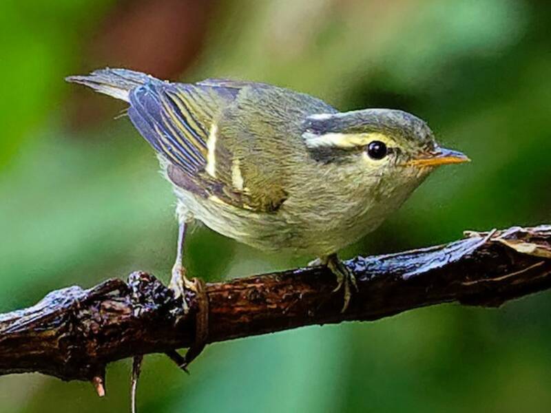 Davison's Leaf Warbler - Phylloscopus intensior