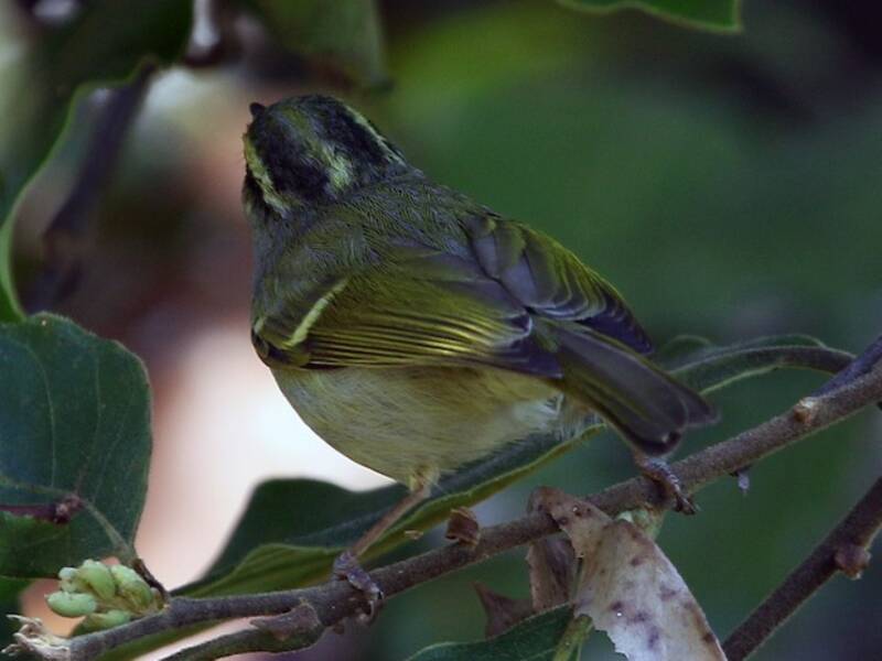 Davison's Leaf Warbler, 照片 2