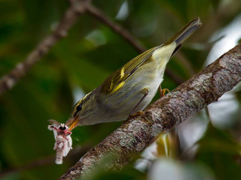 Davison's Leaf Warbler, 照片 4