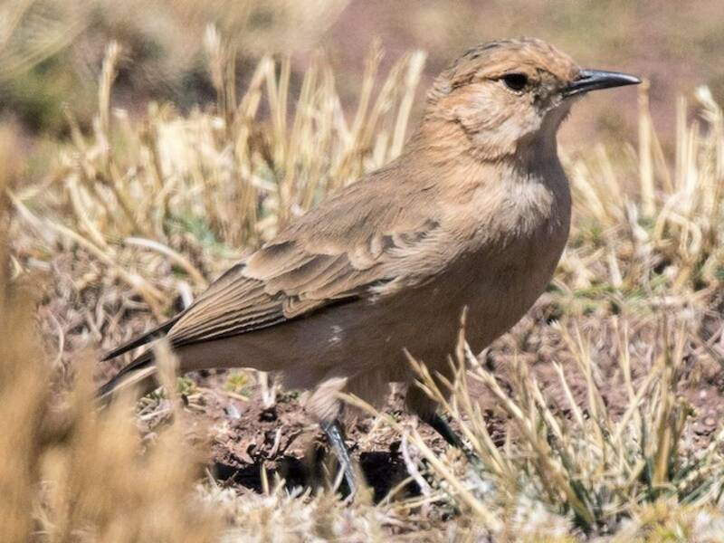 Dark-winged Miner, Photos 3
