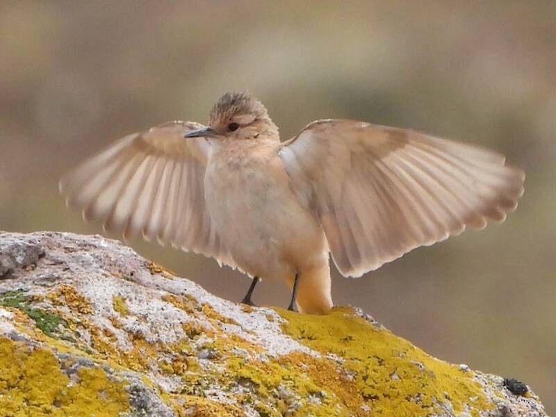 Dark-winged Miner, Photos 2