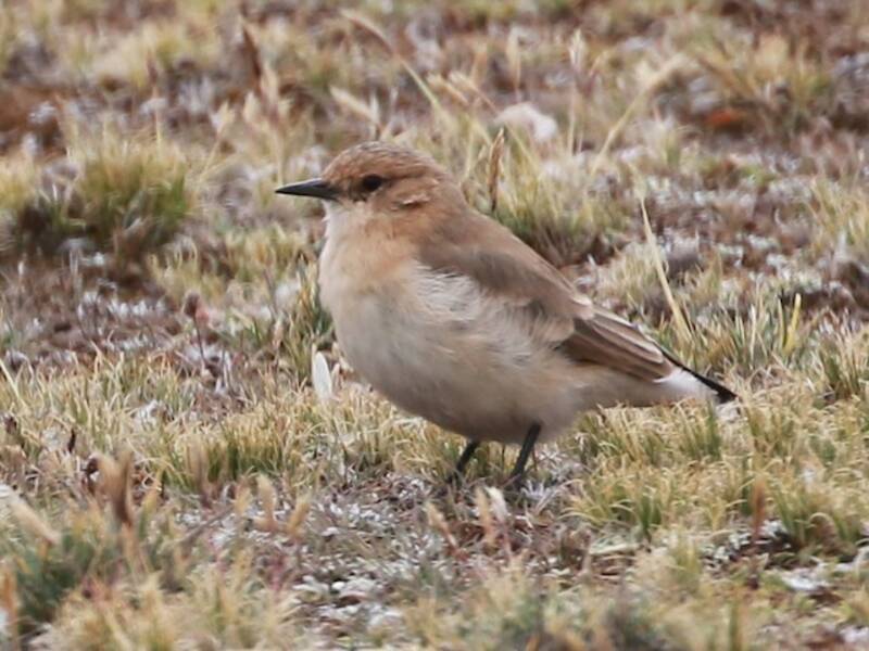Dark-winged Miner, Photos 4
